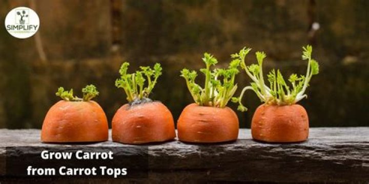 Exploring The Intriguing Dynamics Of Carrot Top Relationship